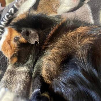 Rescue Guinea Pig Guinea Pigs for Adoption in Lenexa, Kansas - Chewy | PetCurious